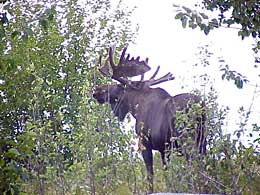 Bull moose grazing