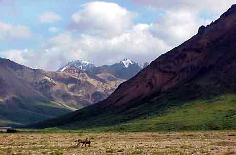 Caribou grazing in Denali National Park