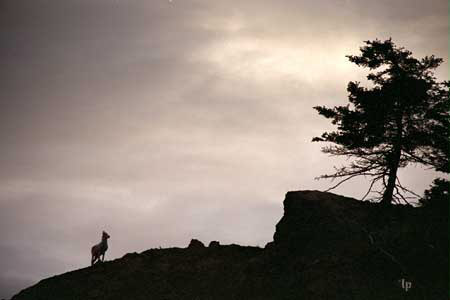 Dall sheep on outcrop