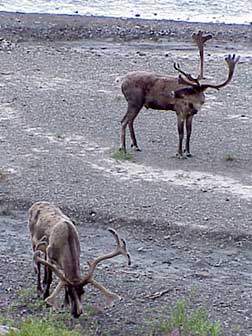 Caribou in Denali National Park