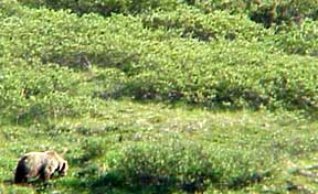 Grizzly in Denali National Park