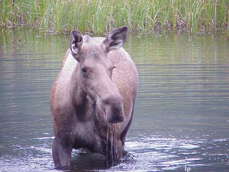 Moose wading