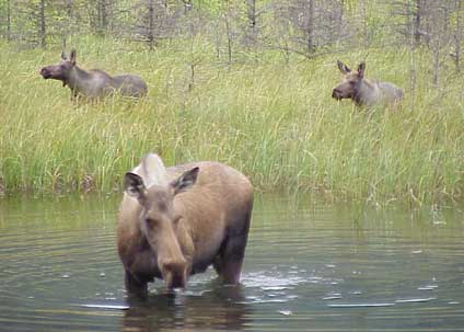 Cow moose and calves